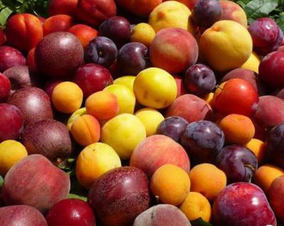 桃子、李子、杏子加工生產(chǎn)線